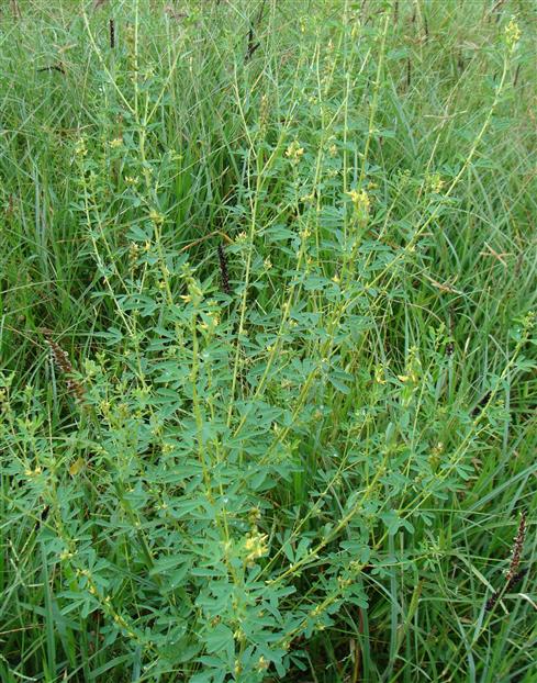 Crotolaria medicaginea